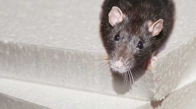 Як захистити пінопласт на фасаді будинку від гризунів?